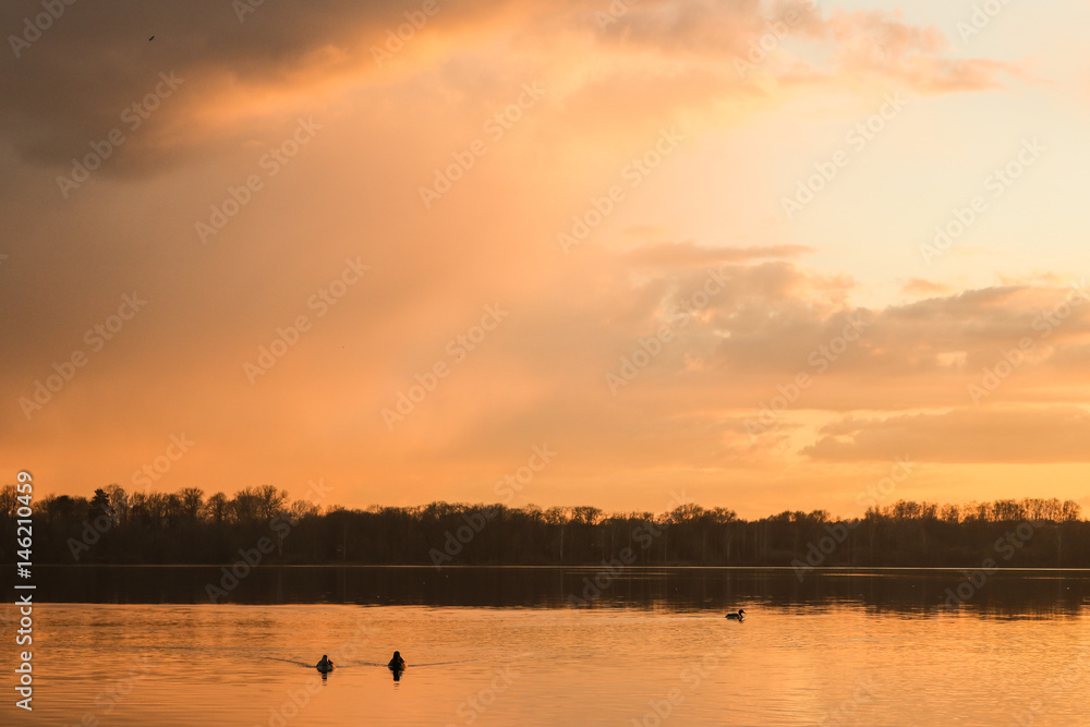 Ducks in the sunset. River Daugava. Reflection in the water