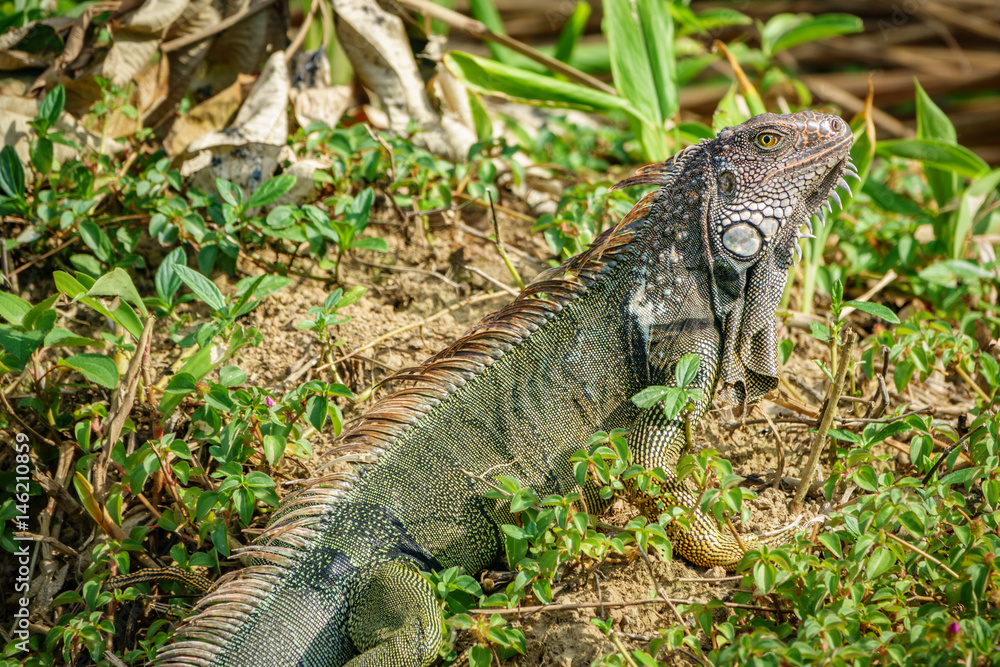 Obraz premium Green Iguana closeup