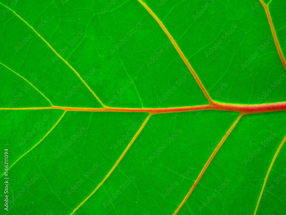 Green leaf texture / leaf texture background / Copy space