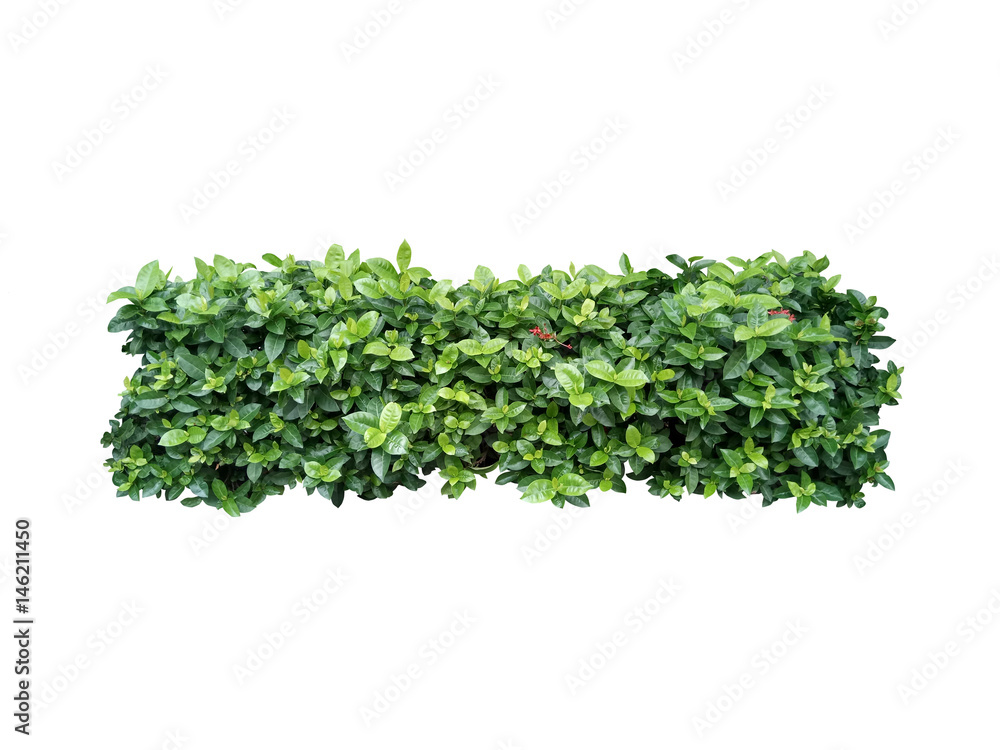 Obraz premium green bush tree