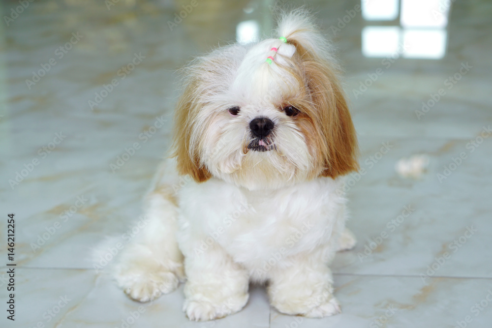 Cute Dog - Shih tzu puppy sit down and looking something.