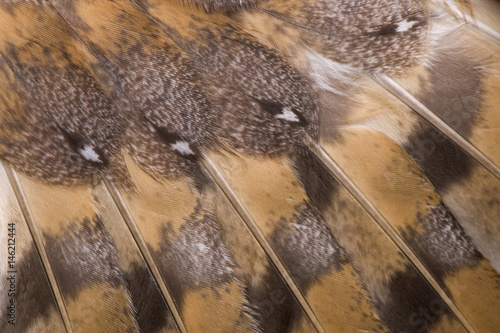 Plumage of barn owl photo