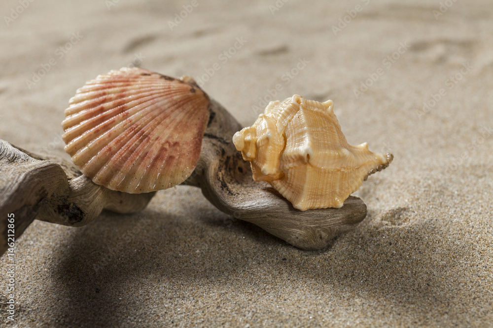 Studio close up of two seashells on a wood branch. Sand background Studio close up of two seashells on a wood branch. Sand background