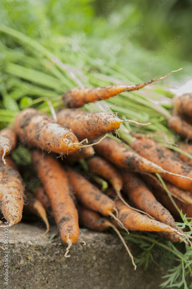 some fresh harvested carrots on the ground some fresh harvested carrots on the ground