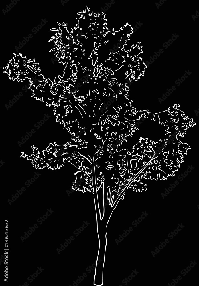 single tree sketch on black background