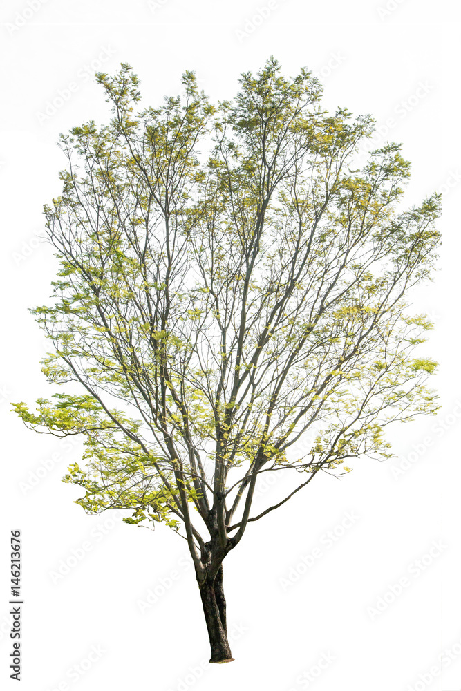 Obraz premium tree isolated white background