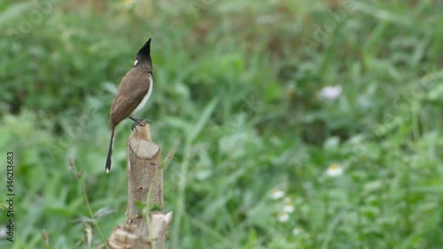 Wallpaper Mural Red-whiskered bulbul is standing on the pole in the field Torontodigital.ca