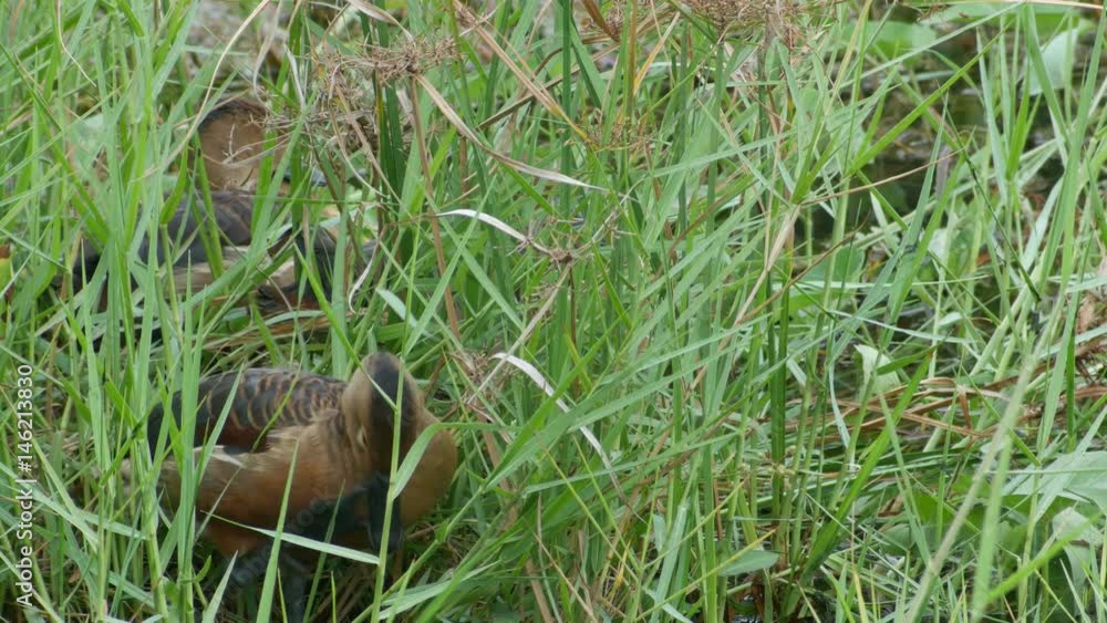 a lesser whistling duck is cleaning its head a lesser whistling duck is cleaning its head