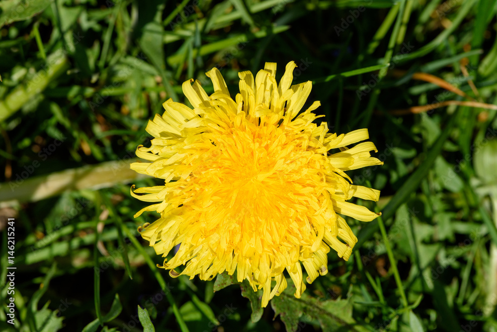 Close up on yellow flower of common dandelion in spring Close up on yellow flower of common dandelion in spring