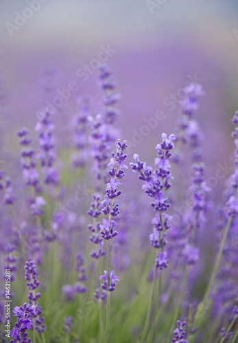 Fototapeta Naklejka Na Ścianę i Meble -  Lavender flowers bush