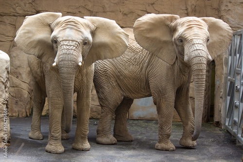 Canvas Print African elephants in the zoo