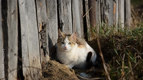 Cat in the yard, looking at the frame, on a wooden background