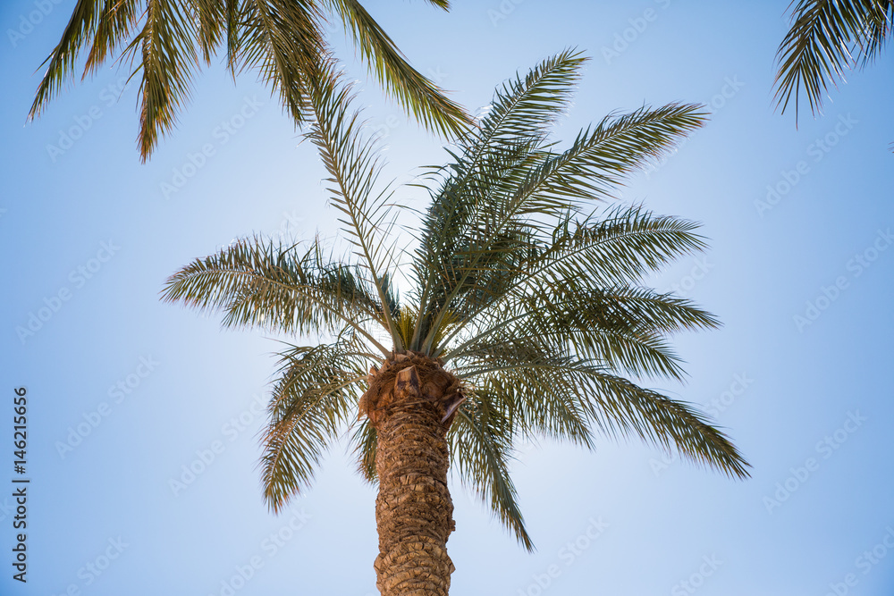 Palm tree and bright sun on blue sky background Palm tree and bright sun on blue sky background
