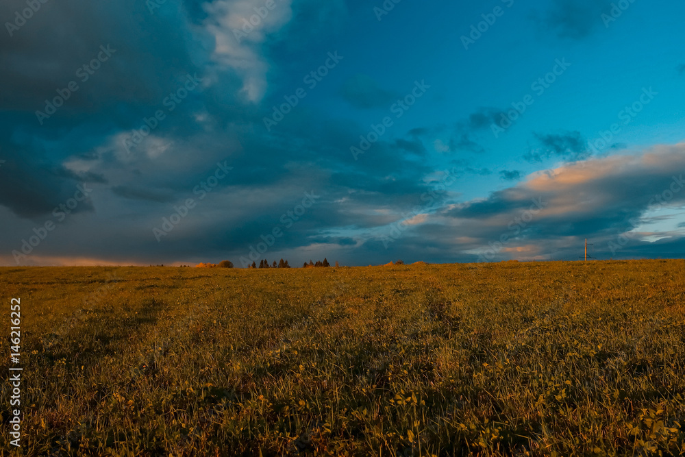 Field with road and trees