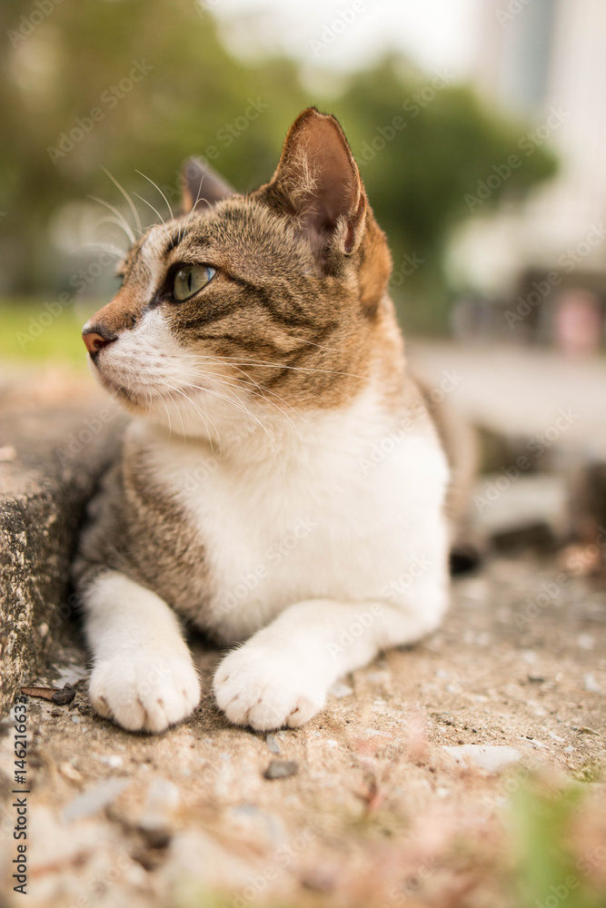 cute funny cat close up cute funny cat close up