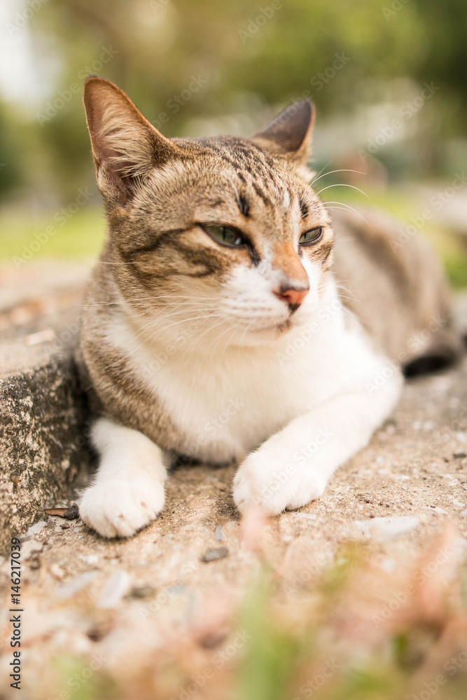 Obraz premium cute funny cat close up