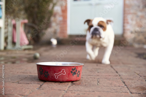 Britsh Bull Dog Walking to Dog Bowl photo