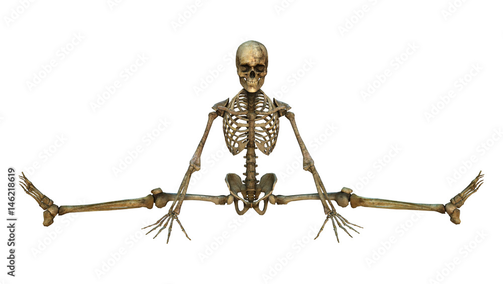 3D Rendering Human Skeleton on White 3D Rendering Human Skeleton on White