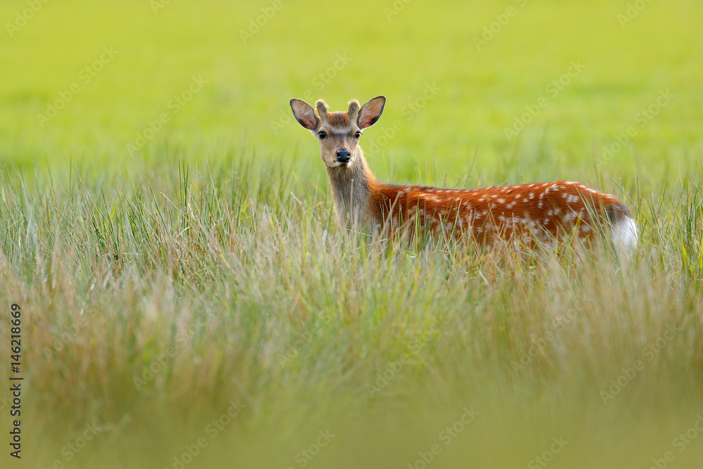 Fototapeta premium Fallow Deer, Dama dama, in autumn forest, Dyrehave, Denmark. Wildlife scene from nature, Europe. Deer in the summer grass. Animal hidden in the grass.
