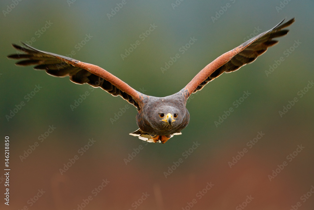 Fototapeta premium Wildlife animal scene from nature. Bird, face flyght. Flying bird of prey. Wildlife scene from Mexico nature. Florida, USA, wild forest. Bird in fly. Harris Hawk, Parabuteo unicinctus, landing.