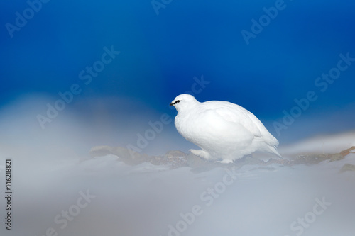 Art view of nature. Rock Ptarmigan, Lagopus mutus, white bird sitting on the snow, Norway. Cold winter in north of Europe. Wildlife scene in snow. White bird hidden in white habitat, dark blue sea.