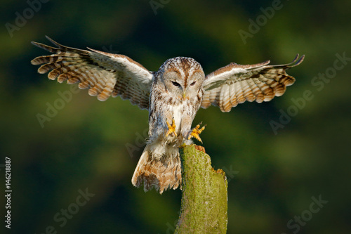 Owl fly in the green forest. Flying Eurasian Tawny Owl, Strix aluco, with nice green blurred forest in the background. Wildlife scene in nature habitat. Animal behaviour, Sweden, Europe. Bird landing.
