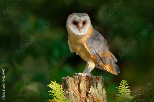 Owl in the dark forest. Barn owl, Tito alba, nice bird sitting on stone fence in forest cemetery with green fern, nice blurred light green the background, animal in the habitat, United Kingdom photo