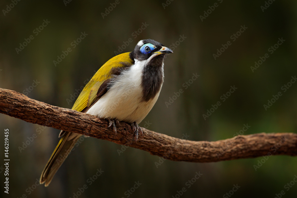 Obraz premium Blue-faced Honeyeater, Entomyzon cyanotis, rare bird in dark forest. Beautiful bird from Australia. Bird with blue face sitting on tree branch. Honeyeater in the nature habitat. Australia Wildlife.