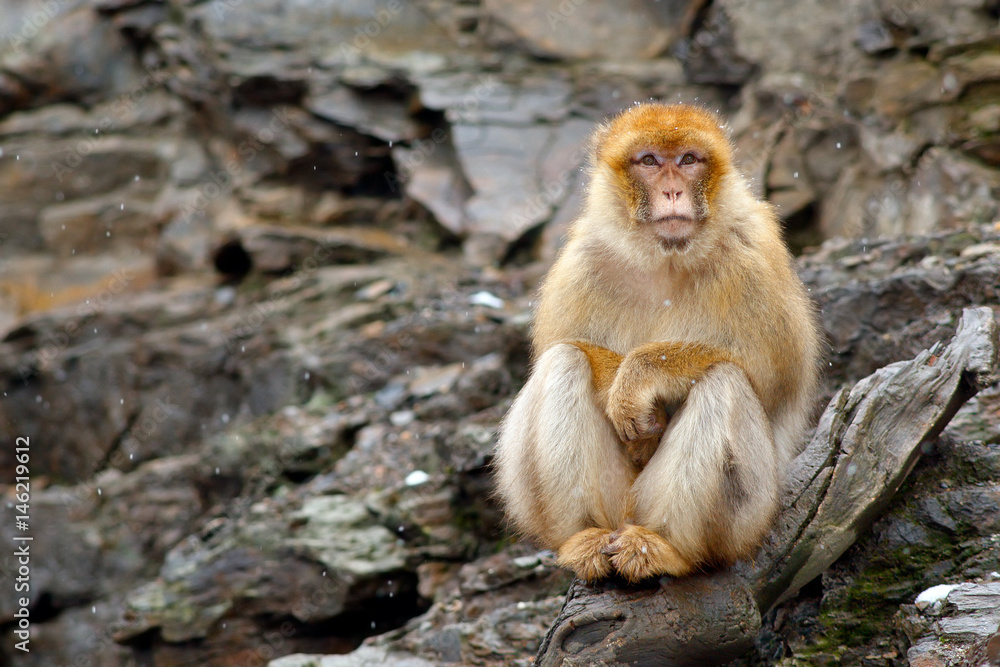 Barbary macaque, Macaca sylvanus, sitting on the rock, Gibraltar, Spain. Wildlife scene from nature. Cold winter with monkey. Animal sitting on the tree trunk.