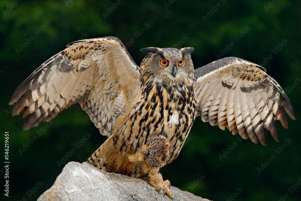 Naklejka premium Owl with catch animal. Big Eurasian Eagle Owl with kill hedgehog in talon, sitting on stone. Wildlife scene from nature. Bird with open wing.