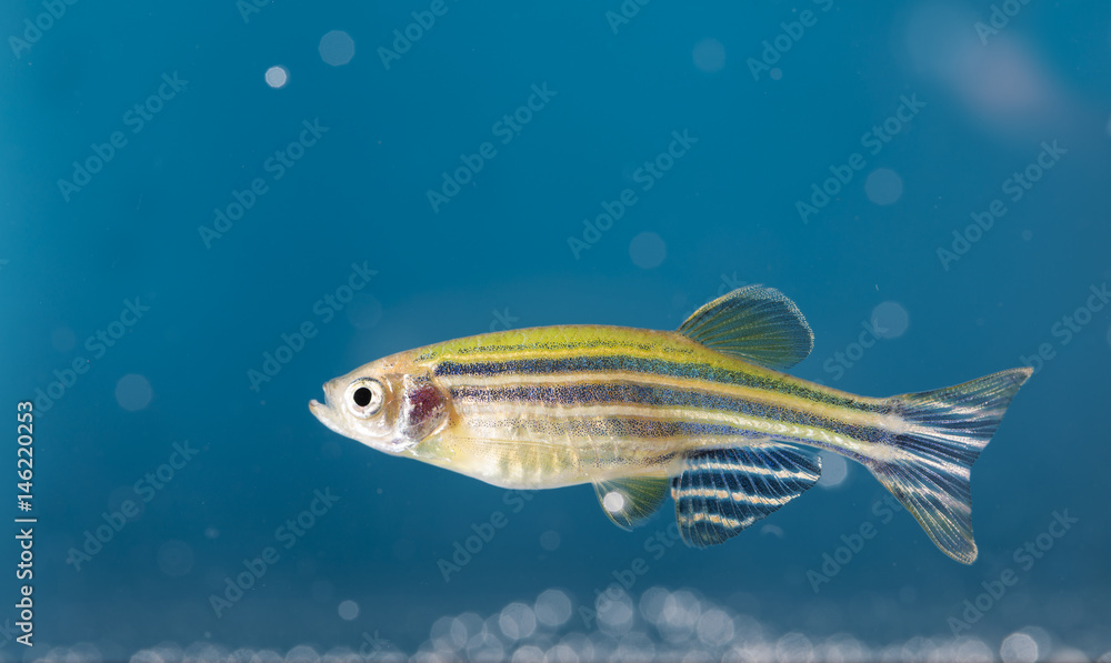 Aquarium fish Aquarium fish