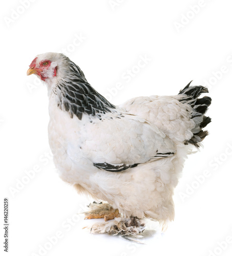 brahma chicken in studio photo