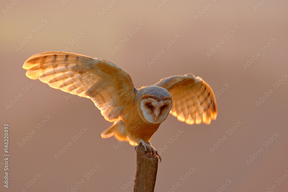 Evening light with landing owl. Barn owl flying with spread wings on tree stump at the evening. Wildlife scene from nature. Bird on tree trunk Evening light with landing owl. Barn owl flying with spread wings on tree stump at the evening. Wildlife scene from nature. Bird on tree trunk