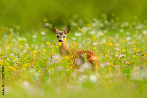 Fototapeta Naklejka Na Ścianę i Meble -  Summer in the nature. Roe deer, Capreolus capreolus, chewing green leaves, beautiful blooming meadow with many white and yellow flowers and animal. Animal in flowers and bloom. Spring deer on field.