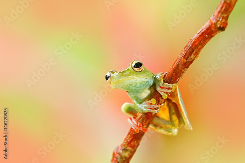 Tropic nature in forest. Olive Tree Frog, Scinax elaeochroa, sitting on big green leaf. Frog with big eye. Night behaviour in Costa Rica. Pink and light green background.