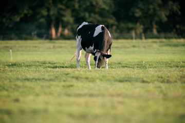 Foto auf Leinwand Kuh One grazing cow in meadow.  © ysbrandcosijn