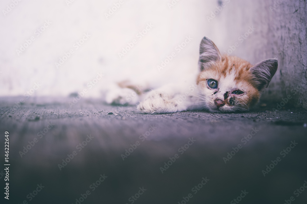 street cat lying on the ground looking at camera street cat lying on the ground looking at camera