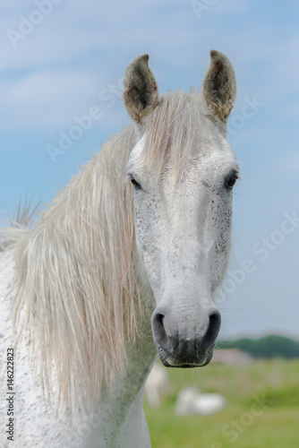 Camargue horse  head  front