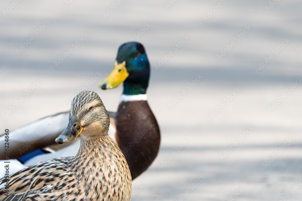 Obraz premium Pair of Mallard Ducks crossing road closeup