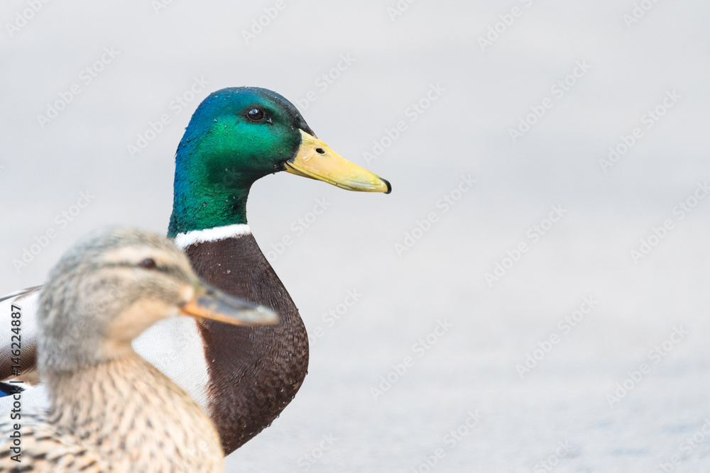 Pair of Mallard Ducks crossing road closeup Pair of Mallard Ducks crossing road closeup