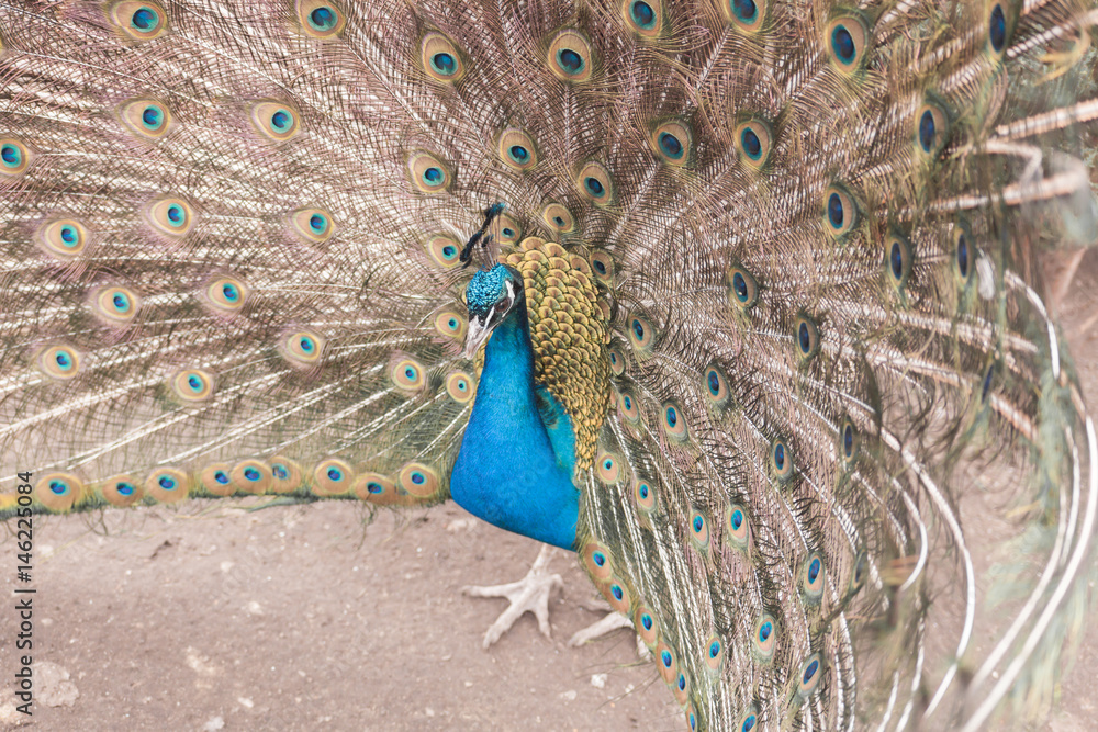 Naklejka premium peacock with a beautiful tail closeup