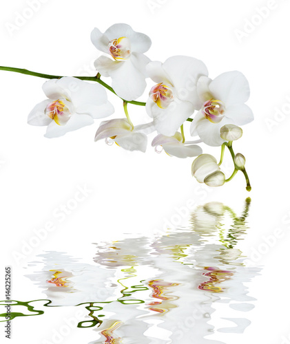 Fototapeta Naklejka Na Ścianę i Meble -  White orchid flower reflected in a water