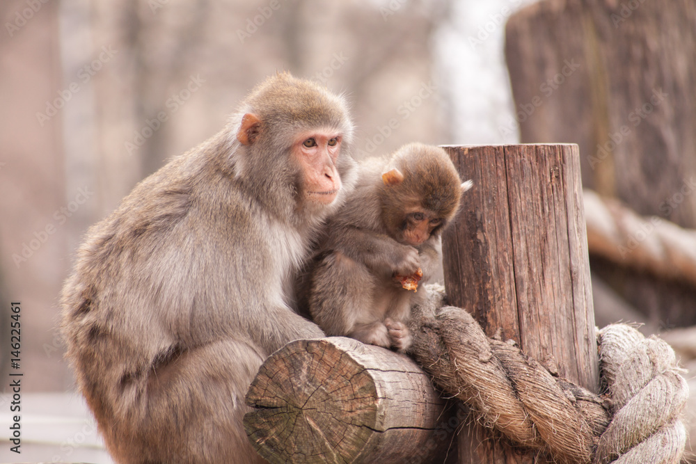 Naklejka premium Monkey child siting whith mother and eat