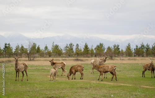 Deer in springtime. Herd of Sika Deer. © manitu_gluk