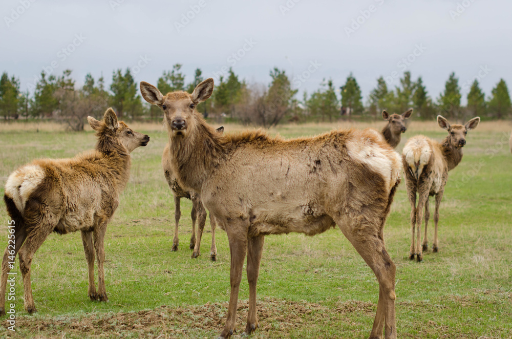 Deer in springtime. Herd of Sika Deer. Deer in springtime. Herd of Sika Deer.