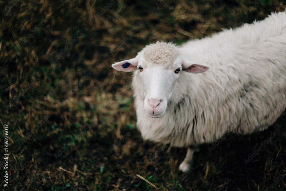 cute sheep cute sheep