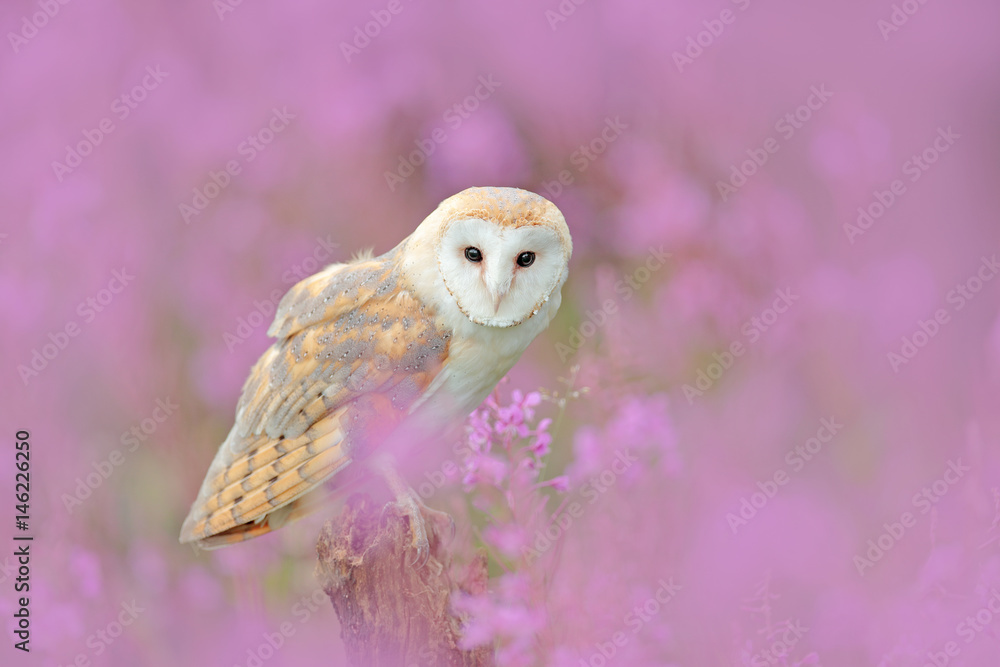 Naklejka premium Wildlife spring art scene from nature with bird. Owl in meadow habitat. Beautiful nature scene with owl and flowers. Barn Owl in light pink bloom, clear foreground and background, Czech Republic.