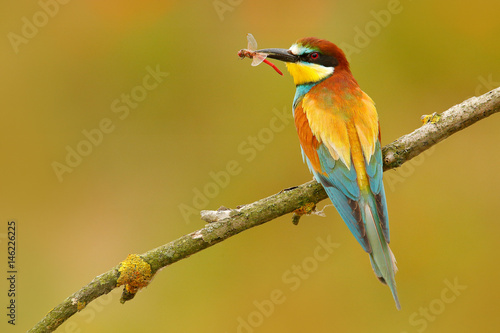 European Bee-eater, Merops apiaster, beautiful bird sitting on the branch with dragonfly in the bill. Action bird scene in the nature habitat, Hungary. Bird with catch dragonfly. Dragonfly in the bill