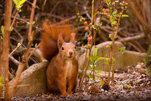 Cute red squirrel in the garden
