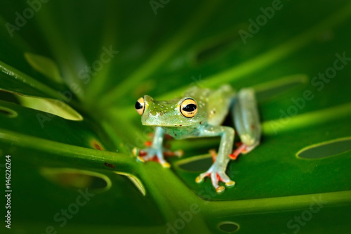 Tropic nature in forest. Olive Tree Frog, Scinax elaeochroa, sitting on big green leaf. Frog with big eye. Night behaviour in Costa Rica.